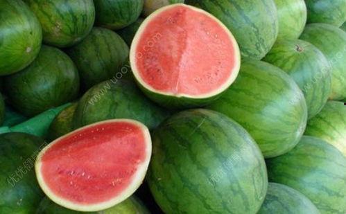 发热可以吃蜜瓜吗,发热期间蜜瓜食用指南