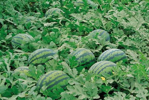 农村吃瓜基地视频,瓜果飘香,丰收景象