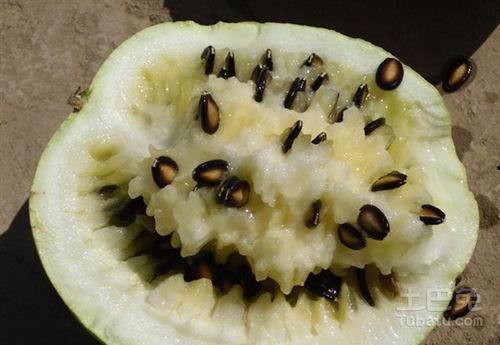 吃籽瓜的文案,解锁夏日清新滋味之旅”