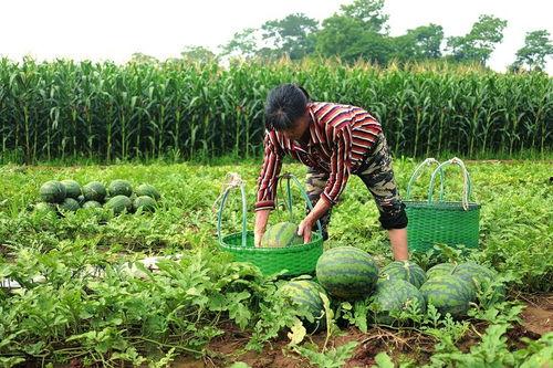 王大炮瓜在哪吃,揭秘最佳品尝地