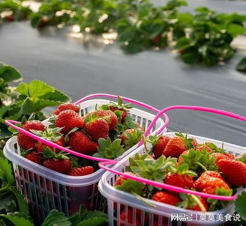 吃瓜的草莓,揭秘吃瓜者的甜蜜诱惑