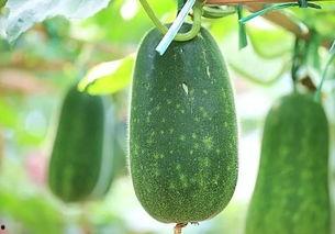 必买吃瓜,解锁夏日消暑新姿势