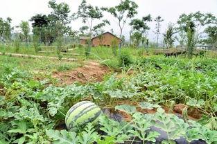 数码吃瓜社,揭秘科技圈那些鲜为人知的幕后故事