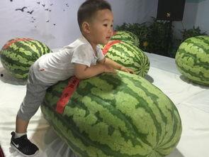 南桥吃瓜事件,揭秘网络舆论的狂欢与反思