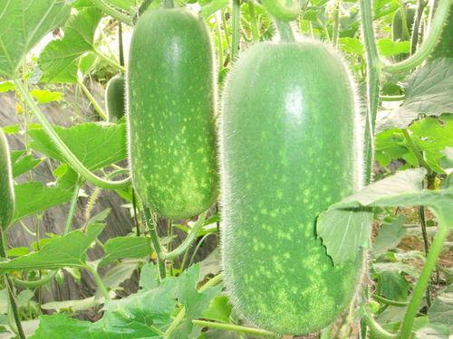 减肥可以吃网纹瓜,健康美味两不误的减肥食材推荐