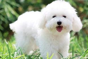 比熊吃羊角瓜,一场甜蜜的邂逅