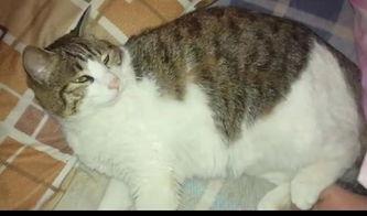 猫咪可以吃瓜组,瓜组美食大揭秘