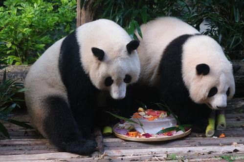 熊猫和花吃瓜,趣味横生的生态奇遇记