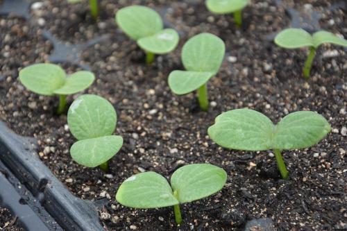 向阳瓜长芽可吃吗,能否食用揭秘