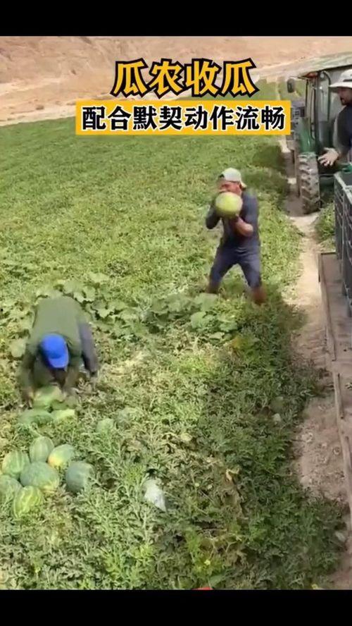 吃瓜的默契动作,共享欢乐时光