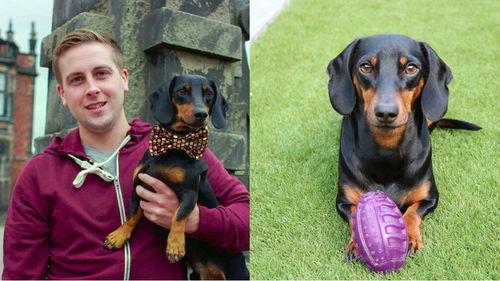 吃瓜狗狗特效,揭秘宠物界的“网红”现象