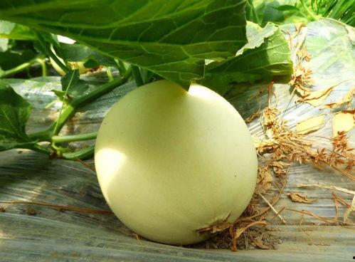 贴吧吃瓜在哪,热门话题背后的真相与趣味