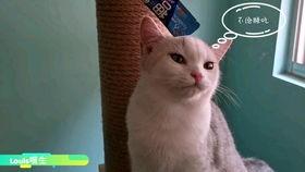 吃瓜直播懒猫,揭秘网红幕后生活