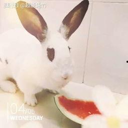 兔瓜宝宝可以吃吗,适合宝宝食用的天然美味