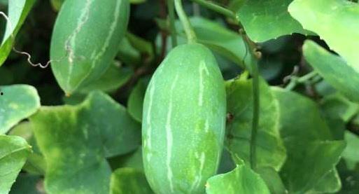 白糖吃瓜放屁臭,白糖吃瓜放屁臭的真相揭秘