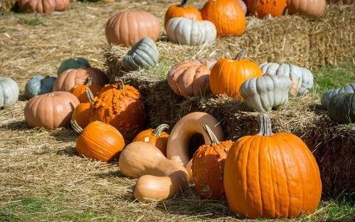 吃瓜群众关于南瓜