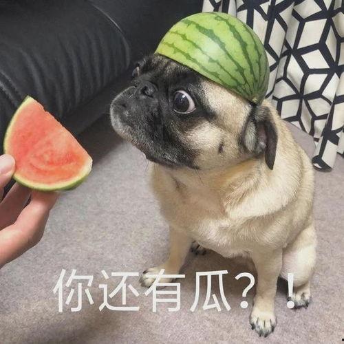 俩人打架吃瓜,一场激烈打斗背后的吃瓜群众众生相