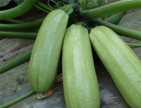 吃瓜料多多,揭秘多多背后的秘密与魅力